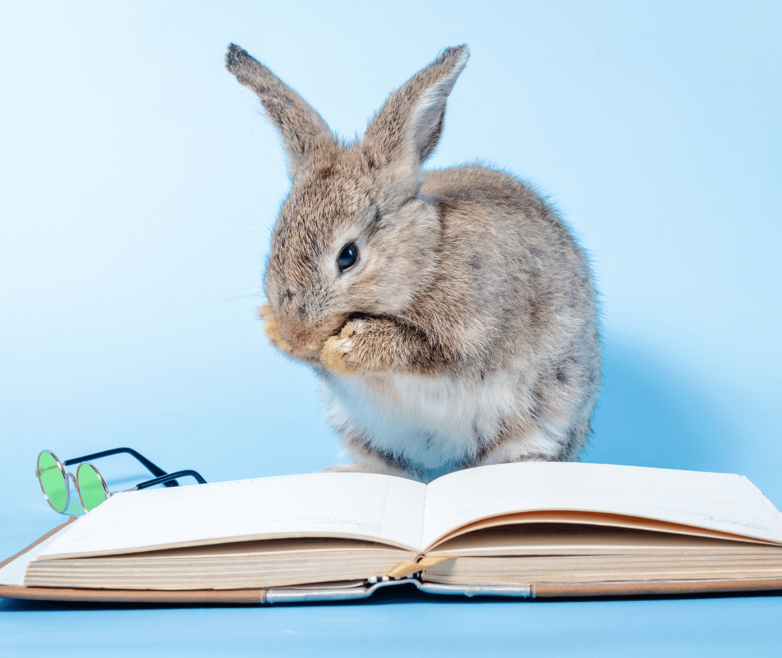 Photo of a rabbit by an open book.