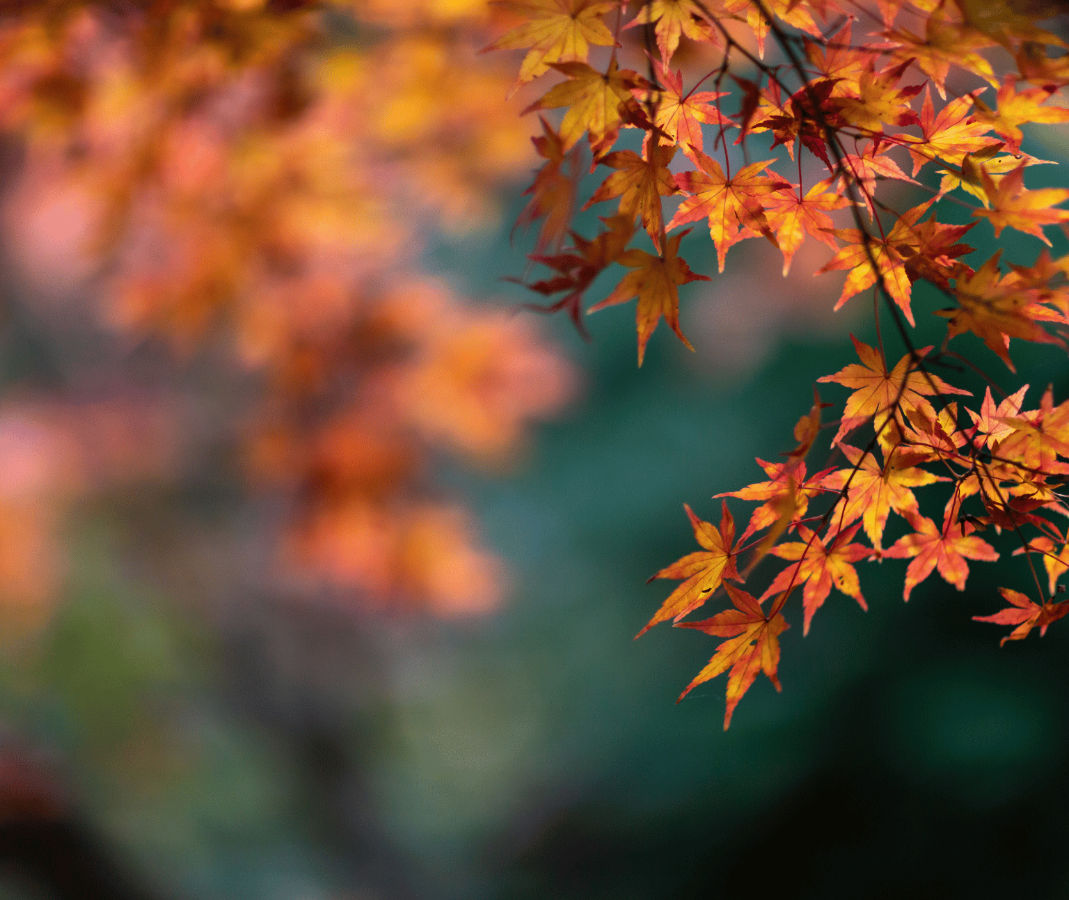 A photo of Autumn leaves on a tree.