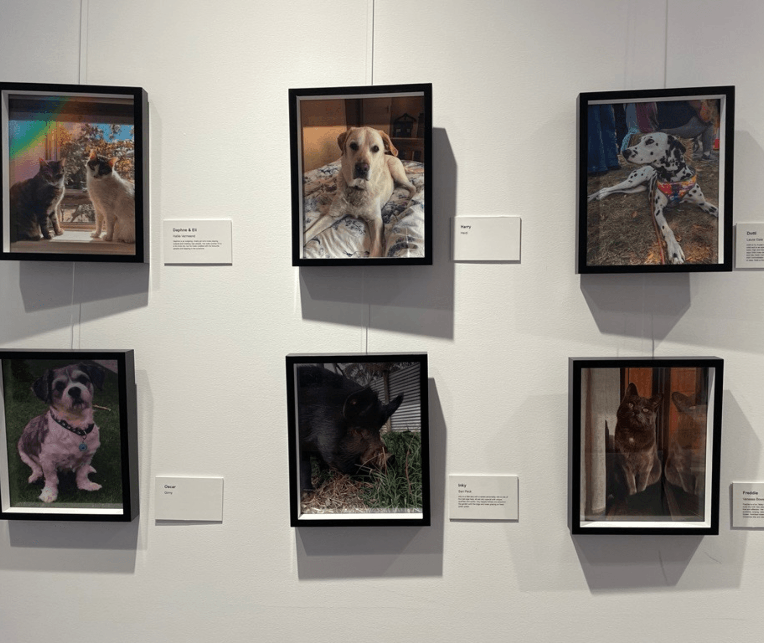 Photo of Pet Pride photographs hanging on the wall at Ballarat Library.