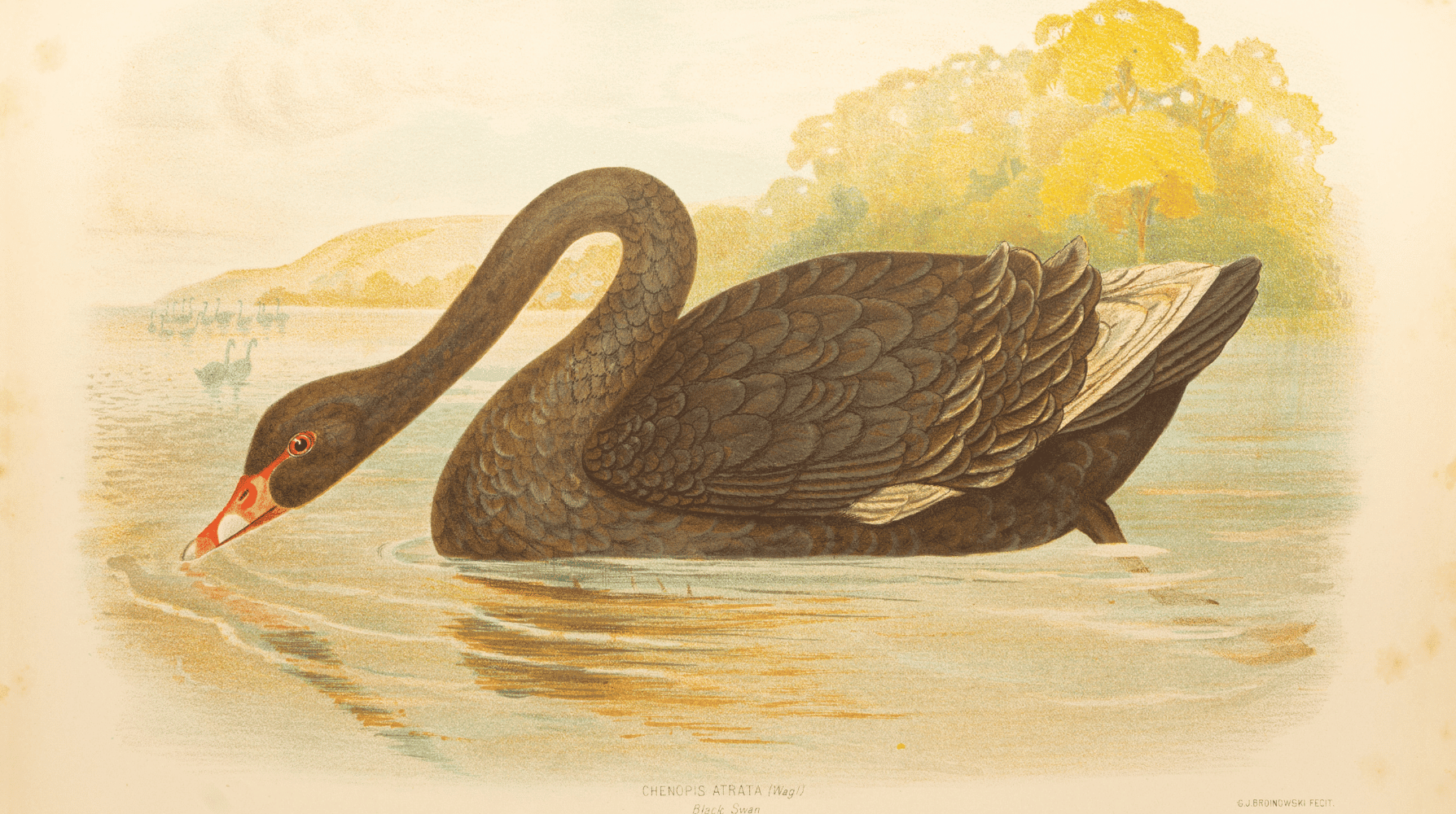 Historical illustration of a black swan on a lake.